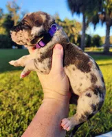 Fawn harlequin female purple, a female Great Dane for sale in Lake City, FL – 6 of 6