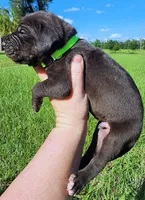 Black Male, a male Great Dane for sale in Lake City, FL – 3 of 4