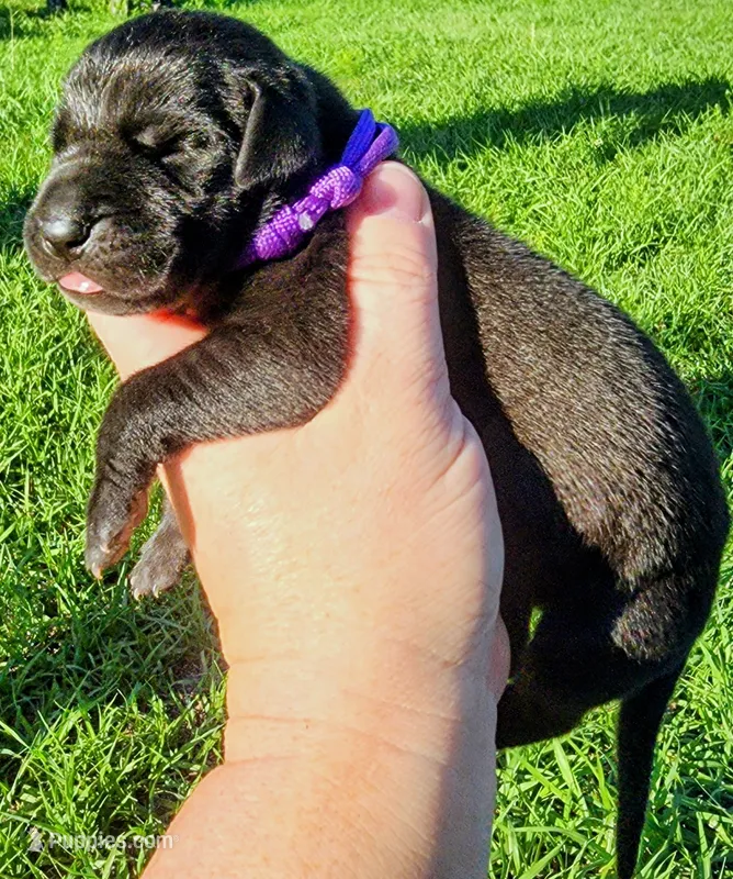 Black female – Great Dane puppy for sale in Lake City, FL
