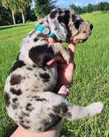 Merle male, a male Great Dane for sale in Lake City, FL – 4 of 6