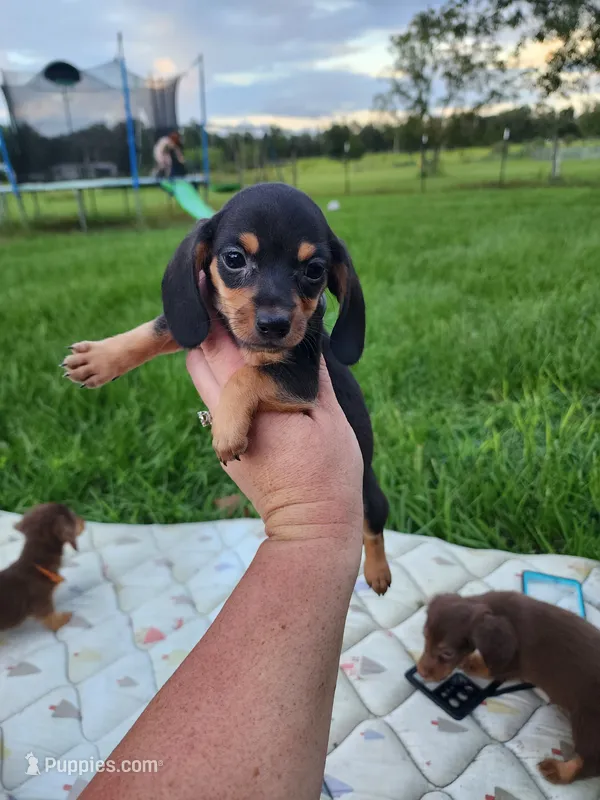 Black and tan shorthair female I – Miniature Dachshund puppy for sale in Lake City, FL