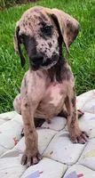 Brindle merle male, a male Great Dane for sale in Lake City, FL – 4 of 5
