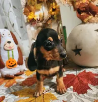 Black and tan shorthair female, a female Miniature Dachshund for sale in Lake City, FL – 5 of 6