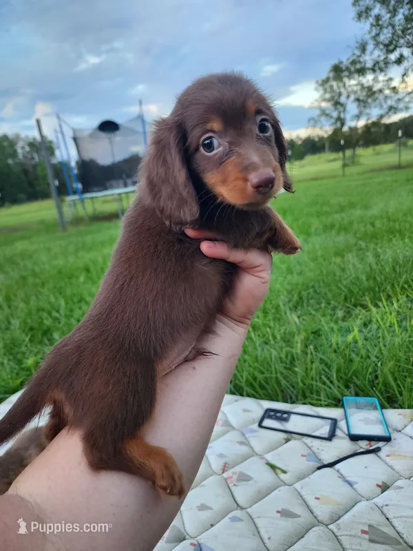 Chocolate and tan long hair male – Miniature Dachshund puppy for sale in Lake City, FL