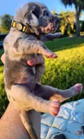 Blue fawn merle male, a male Great Dane for sale in Lake City, FL – 4 of 6