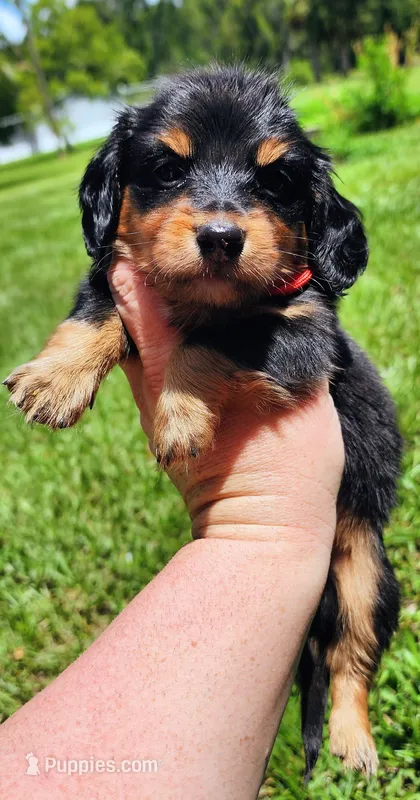 Long hair black and tan male – Miniature Dachshund puppy for sale in Lake City, FL