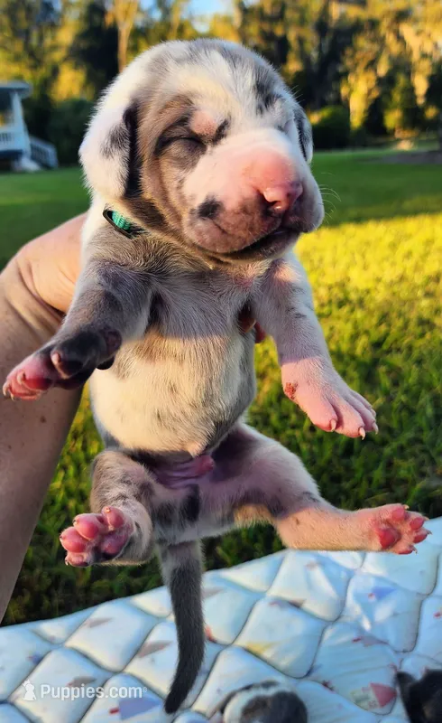 Blue fawn harlequin male – Great Dane puppy for sale in Lake City, FL