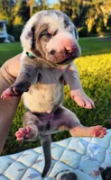 Blue fawn harlequin male, a male Great Dane for sale in Lake City, FL – 1 of 8