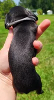 Black and tan shorthair female, a female Miniature Dachshund for sale in Lake City, FL – 4 of 5