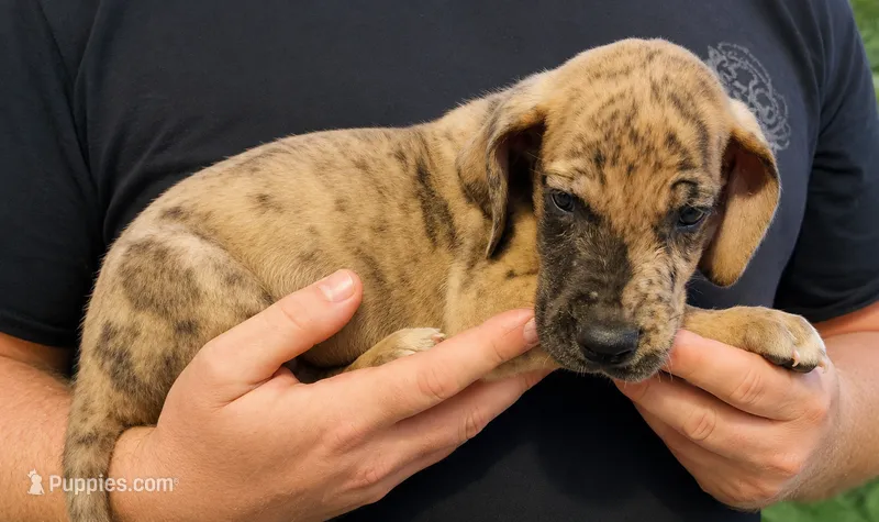 Brindle merle male – Great Dane puppy for sale in Lake City, FL
