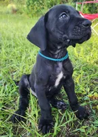 Black male , a male Great Dane for sale in Lake City, FL – 4 of 5