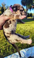 Fawn harlequin female purple, a female Great Dane for sale in Lake City, FL – 4 of 6