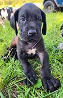 Black male , a male Great Dane for sale in Lake City, FL – 6 of 8