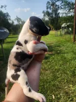 Harlequin male, a male Great Dane for sale in Lake City, FL – 2 of 4