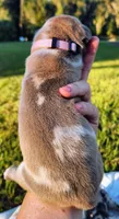 Blue fawn merle female light purple, a female Great Dane for sale in Lake City, FL – 2 of 10