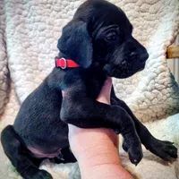 Black male red, a male Great Dane for sale in Lake City, FL – Photo 5 of 6