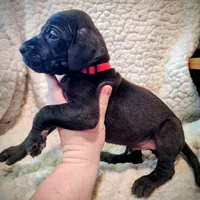 Black male red, a male Great Dane for sale in Lake City, FL – Photo 2 of 6