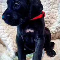 Black male red, a male Great Dane for sale in Lake City, FL – Photo 3 of 6