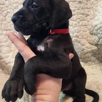 Black male red, a male Great Dane for sale in Lake City, FL – Photo 1 of 6