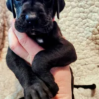 Black male red, a male Great Dane for sale in Lake City, FL – Photo 4 of 6