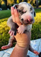 Blue fawn harlequin male, a male Great Dane for sale in Lake City, FL – 2 of 8