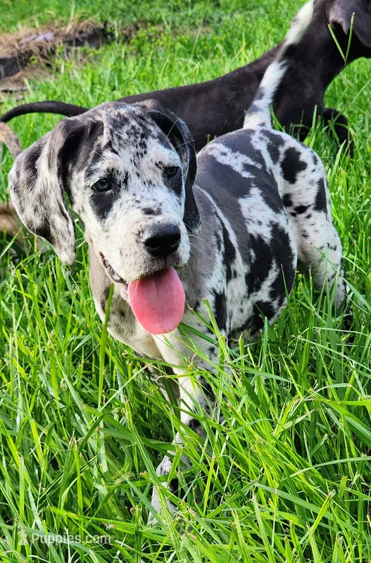 Merle male – Great Dane puppy for sale in Lake City, FL