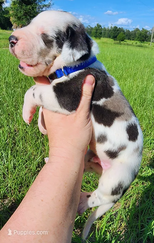 Harlequin Male  – Great Dane puppy for sale in Lake City, FL
