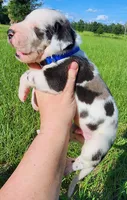Harlequin Male , a male Great Dane for sale in Lake City, FL – 1 of 4