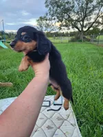 Long hair black and tan male, a male Miniature Dachshund for sale in Lake City, FL – 3 of 5
