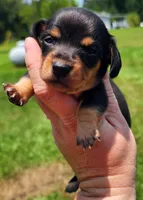 Black and tan pink collar female, a female Miniature Dachshund for sale in Lake City, FL – 4 of 4