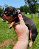 Black and tan pink collar female, a female Miniature Dachshund for sale in Lake City, FL – 1 of 4