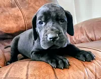Black female , a female Great Dane for sale in Lake City, FL – 3 of 6