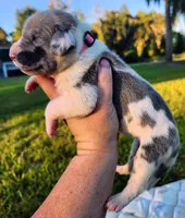 Blue fawn harlequin female, a female Great Dane for sale in Lake City, FL – 7 of 7