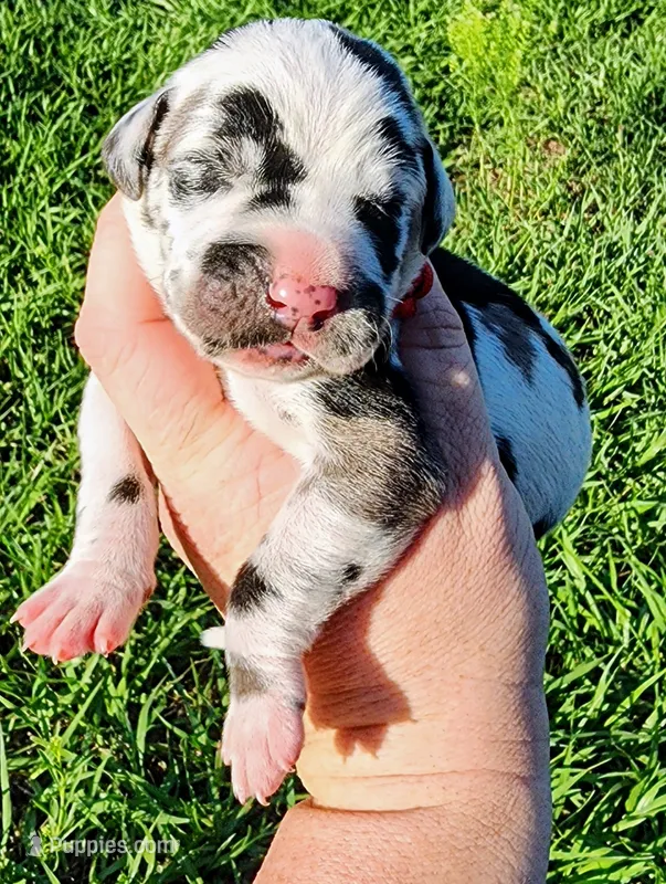 Harlequin male – Great Dane puppy for sale in Lake City, FL