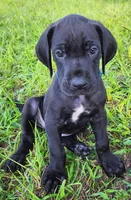Black male , a male Great Dane for sale in Lake City, FL – 2 of 5
