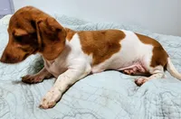 Digger, a male Miniature Dachshund for sale in Lake City, FL – 5 of 6