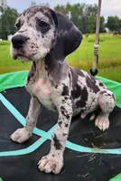 Merle male, a male Great Dane for sale in Lake City, FL – 2 of 9