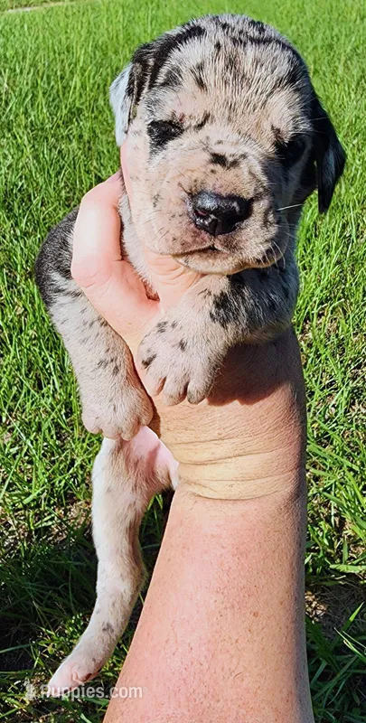 Merle male – Great Dane puppy for sale in Lake City, FL