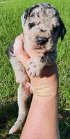 Merle male, a male Great Dane for sale in Lake City, FL – 1 of 6
