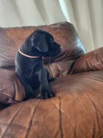 Black female , a female Great Dane for sale in Lake City, FL – 5 of 6