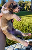 Blue fawn merle female light purple, a female Great Dane for sale in Lake City, FL – 5 of 10
