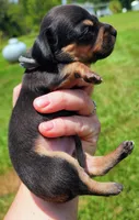 Black and tan shorthair female, a female Miniature Dachshund for sale in Lake City, FL – 1 of 5
