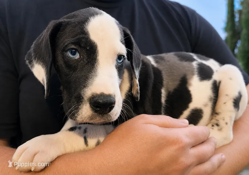 Harlequin male – Great Dane puppy for sale in Lake City, FL