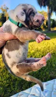 Blue fawn harlequin male, a male Great Dane for sale in Lake City, FL – 4 of 8