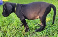 Black male , a male Great Dane for sale in Lake City, FL – 7 of 8