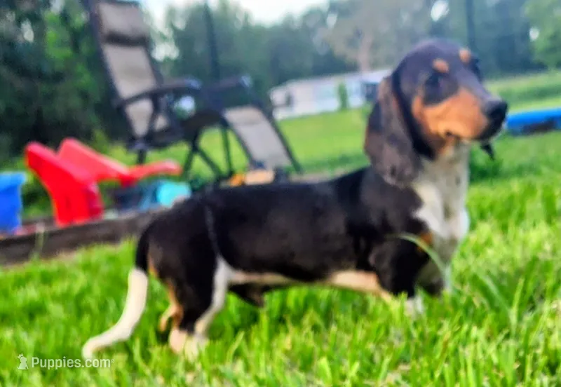 Ben  – Miniature Dachshund puppy for sale in Lake City, FL