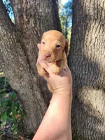 Ivory, a female Miniature Dachshund for sale in Lake City, FL – 8 of 8