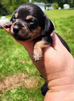 Black and tan shorthair female, a female Miniature Dachshund for sale in Lake City, FL – 2 of 5