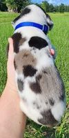 Harlequin Male , a male Great Dane for sale in Lake City, FL – 4 of 4