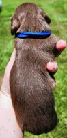 Chocolate and tan long hair male, a male Miniature Dachshund for sale in Lake City, FL – 4 of 4